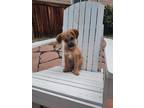Adopt Tiger a Poodle (Standard) dog in Windsor, CO (41567637)