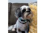 Adopt Bandit Moyer a White Shih Tzu dog in Provo, UT (41567449)