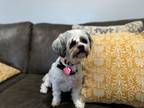 Adopt Kreig Moyer a White Shih Tzu dog in Provo, UT (41567448)