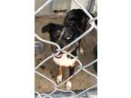 Adopt Mike a Australian Shepherd / Cattle Dog / Mixed dog in Brownwood