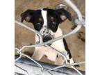 Adopt Molly a Australian Shepherd / Cattle Dog / Mixed dog in Brownwood