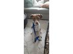 Adopt Luna a Tan/Yellow/Fawn - with White Mutt / Mixed dog in Winthrop