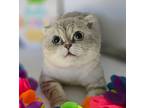 Adopt Kuala a Scottish Fold / Mixed (short coat) cat in San Jacinto