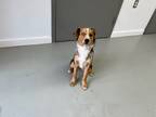 Adopt Bingo a Australian Shepherd / Mixed dog in Noble, OK (41567674)