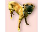 Adopt Dean a American Pit Bull Terrier / Mixed dog in Morgantown, KY (41567673)