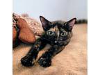 Adopt Rosalina a American Shorthair / Mixed (short coat) cat in San Diego