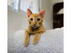 Adopt Ramsey a American Shorthair / Mixed (short coat) cat in San Diego