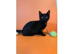 Adopt Happy a Domestic Shorthair / Mixed (short coat) cat in Sebastian