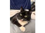 Adopt Furryosa a Black & White or Tuxedo American Shorthair / Mixed (medium