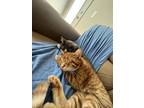 Adopt Ren & Thorfinn a Gray, Blue or Silver Tabby Tabby / Mixed (medium coat)