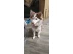 Adopt Apollo a White - with Tan, Yellow or Fawn Husky / Pomeranian / Mixed dog