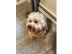 Adopt Ellie a Red/Golden/Orange/Chestnut Miniature Poodle / Goldendoodle / Mixed