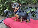 Adopt Prince Arthur a Black - with Tan, Yellow or Fawn Miniature Pinscher /