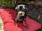 Adopt Prince Louie a Black - with Tan, Yellow or Fawn Miniature Pinscher /