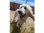Adopt Bear a Great Pyrenees / Mixed dog in Logan, UT (41567585)