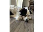 Adopt Benji a Black - with White Border Collie / Australian Shepherd / Mixed dog