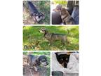 Adopt Bindi a Brown/Chocolate - with Tan Beagle / Dachshund / Mixed dog in