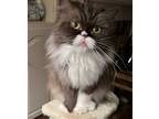 Adopt Curiosity a Brown or Chocolate (Mostly) Persian / Mixed (long coat) cat in