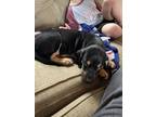 Adopt Chozo a Black - with Tan, Yellow or Fawn Mutt / Mixed dog in Anderson