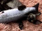 Loc In Conroe TX Bullet Black Devon Rex Boy
