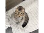 Adopt Fable Polydactyl a Brown or Chocolate (Mostly) Maine Coon / Mixed (medium