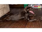 Adopt Molly a Brown/Chocolate Labrador Retriever / Labrador Retriever / Mixed