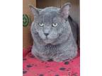 Adopt Armstrong a Domestic Shorthair / Mixed (short coat) cat in St.