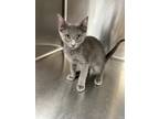 Adopt Lucas Sinclair a Domestic Shorthair / Mixed (short coat) cat in Jonesboro