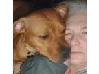 Adopt Baxter a Red/Golden/Orange/Chestnut Mixed Breed (Medium) / Mixed dog in