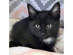 Adopt Tartar Sauce - Reduced Fee! a All Black Domestic Shorthair / Mixed (short