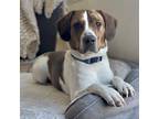 Adopt Blu a Brindle - with White Basset Hound / Mixed dog in Mead, CO (41567496)