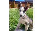 Adopt Jazzy a White - with Gray or Silver Husky / Mixed dog in Mead
