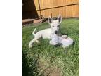 Adopt Halo a White Husky / Mixed dog in Mead, CO (41567493)