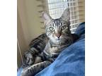 Adopt Celeste a Gray, Blue or Silver Tabby Domestic Shorthair / Mixed (short