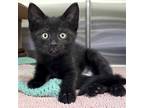 Adopt Taffy - Reduced Fee! a All Black Domestic Shorthair / Mixed (short coat)
