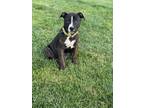 Adopt Fauna a American Pit Bull Terrier / Mixed dog in Fort Wayne, IN (41567466)