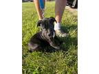 Adopt Gomez a American Pit Bull Terrier / Mixed dog in Fort Wayne, IN (41567463)