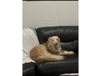 Adopt Uzi a Tan/Yellow/Fawn Golden Retriever / German Shepherd Dog / Mixed dog