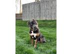 Adopt Tony a American Pit Bull Terrier / Mixed dog in Fort Wayne, IN (41567459)