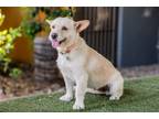Adopt Pinky a Terrier (Unknown Type, Small) / Mixed dog in Seattle