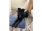 Adopt Eerie a Black German Shepherd Dog / Golden Retriever / Mixed dog in