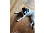 Adopt Murphy a White - with Black Australian Shepherd / Hound (Unknown Type) /