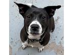 Adopt Scotti a Black - with White Pit Bull Terrier / Mixed dog in Mead