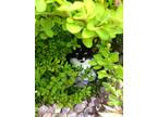 Adopt Sophie a Black & White or Tuxedo American Shorthair / Mixed (short coat)