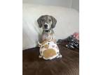 Adopt Benni a Black - with Gray or Silver Catahoula Leopard Dog / Dachshund /