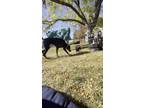 Adopt Luci a Black - with Tan, Yellow or Fawn Doberman Pinscher / Mixed dog in