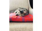 Adopt Thunder a Brown Tabby Tabby / Mixed (medium coat) cat in Highlands Ranch