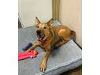 Adopt Woody a Red/Golden/Orange/Chestnut Australian Cattle Dog / Mixed dog in