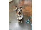 Adopt Boone a Merle Australian Shepherd / Mixed dog in Council Bluffs
