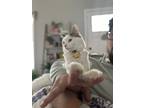 Adopt Tigger a White (Mostly) Domestic Mediumhair / Mixed (medium coat) cat in